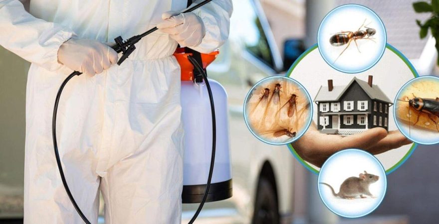 Perşembe Böcek İlaçlama