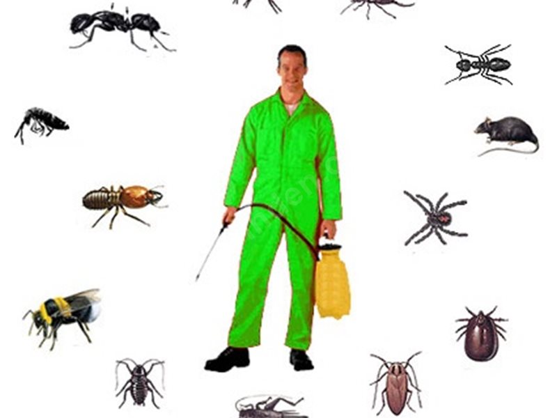 Perşembe Böcek İlaçlama